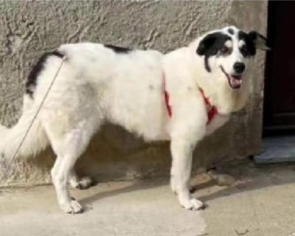 5/6anni femmina salvata da 1lager stallo finito.ALESSANDRIA Foto 2